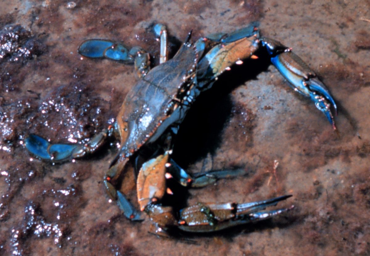 A Maryland blue crab (Callinectes sapidus) photographed in detail.